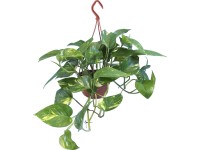 Šplhavník popínavý Šplhavník popínavý