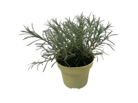 Q-Flower Smil italský (Helichrysum italicum) pr. cca 11 cm