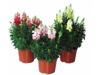 OBI Hledík průměr květináče cca 13 cm Antirrhinum