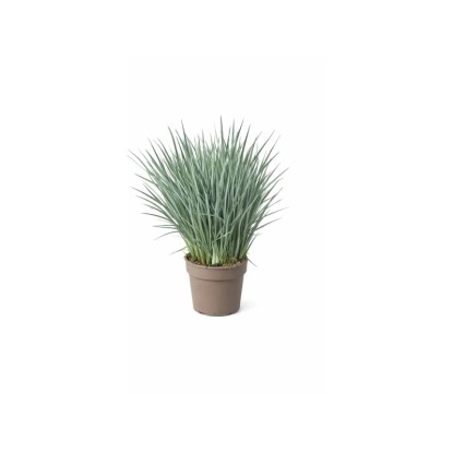 GROW by OBI Lenice Dianella v květináči, okrasná tráva s modrozelenými listy.