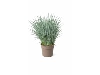 GROW by OBI Borůvková lilie (Dianella revoluta) pr. 19 cm
