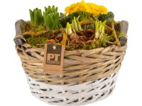 Aranžmá s různými květinami kvetoucími na jaře v košíku průměr květináče cca 25