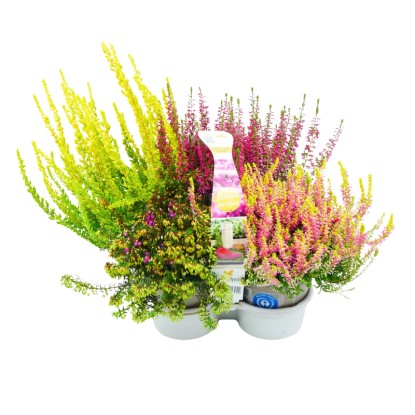 Landgard Vřes obcený (Calluna vulgaris) mix cca pr. 9 cm, 4pack