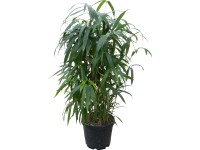 OBI Bambus japonský pr. květináče cca 26 cm Arundinaria