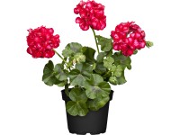 GROW by OBI Pelargonie závěsný květináč, 30-40 cm, pr. květináče 12 cm GROW by OBI Pelargonie závěsný květináč, 30-40 cm, pr. květináče 12 cm