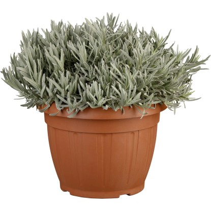 Levandule úzkolistá (Lavandula angustifolia) "Hidcote Blue", pr. kv. 25 cm