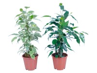 GROW by OBI Fíkus malolistý průměr květináče cca 14 cm