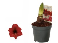 Hvězdník (Hippeastrum hybride), červená, pr. 9 cm Hvězdník (Hippeastrum hybride), červená, pr. 9 cm