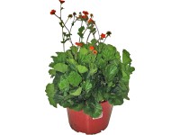 OBI Kuklík šarlatový pr. květináče 19 cm