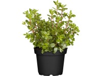 Japonská azalka Japonská azalka