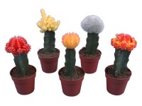 Kaktus průměr květináče cca 8,5 cm Kaktus průměr květináče cca 8,5 cm