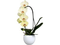 Orchidej motýlokvětá 1 výhon žlutá v bílé keramické nádobě pr. cca 12 cm