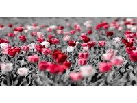 Bondecor Obraz, tištěné plátno Free 50 x 100 cm