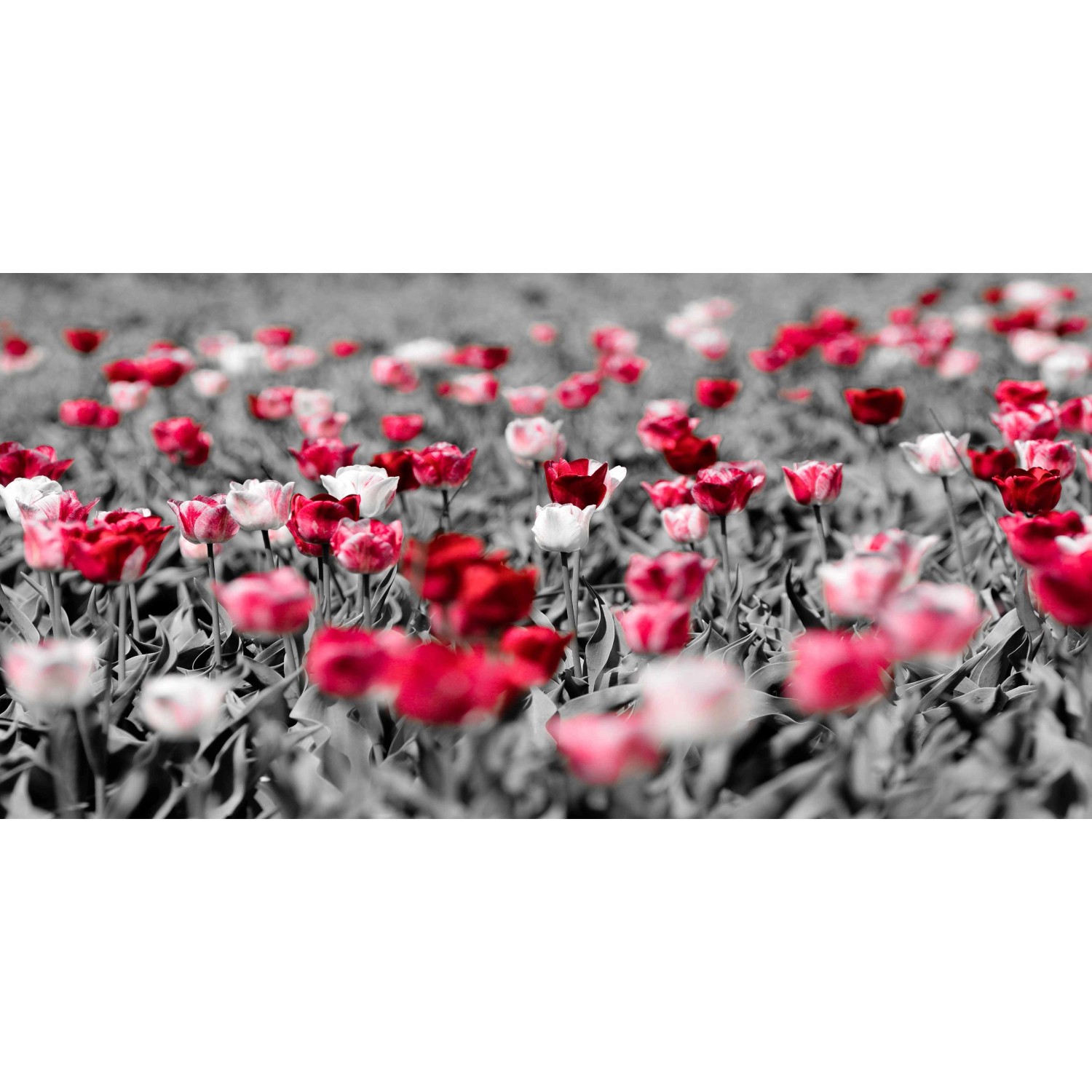 Bondecor Obraz, tištěné plátno Free 50 x 100 cm