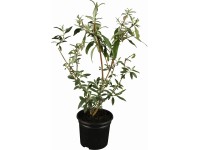 GROW by OBI Komule Davidova (Buddleja davidii) 