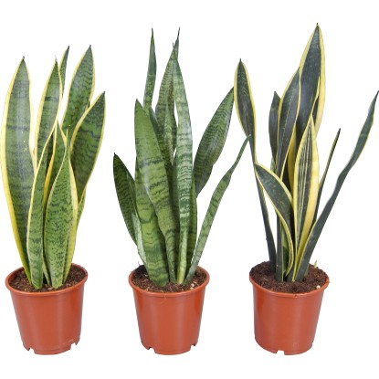 Tchynin jazyk různé druhy průměr květináče cca 14 cm Sansevieria trifasciata