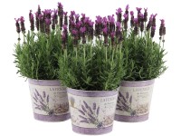 GROW by OBI Levandule smilovitá (Lavandula stoechas) 