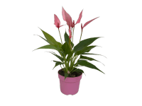 Toulitka Andréova (Anthurium andreanum) 