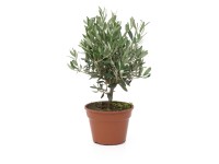GROW by OBI Olivovník (Olea europaea) keř, kv. cca 15 l GROW by OBI Olivovník (Olea europaea) keř, kv. cca 15 l