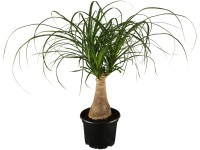 GROW by OBI Nolina průměr květináče cca 17 cm GROW by OBI Nolina průměr květináče cca 17 cm