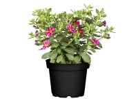 Minipetúnie (Calibrachoa hybride) růžová mix pr. květináče 13 cm