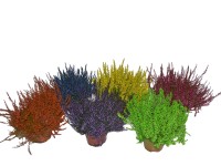 Vřes obecný (Calluna vulgaris)