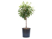 GROW by OBI Slivoň švestka (Prunus domestica) 