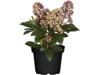 OBI Skimie japonská růžovo-bílá, výška cca 10 - 20 cm OBI Skimie japonská růžovo-bílá, výška cca 10 - 20 cm