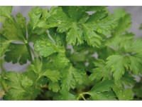 Hladkolistá petržel Gigante di Napoli průměr květináče cca 12 cm