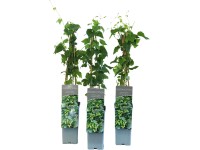 Chmel otáčivý (Humulus lupulus) 