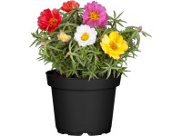 Šrucha velkokvětá (Portulaca grandiflora), pr. kv. cca 13 cm Šrucha velkokvětá (Portulaca grandiflora), pr. kv. cca 13 cm