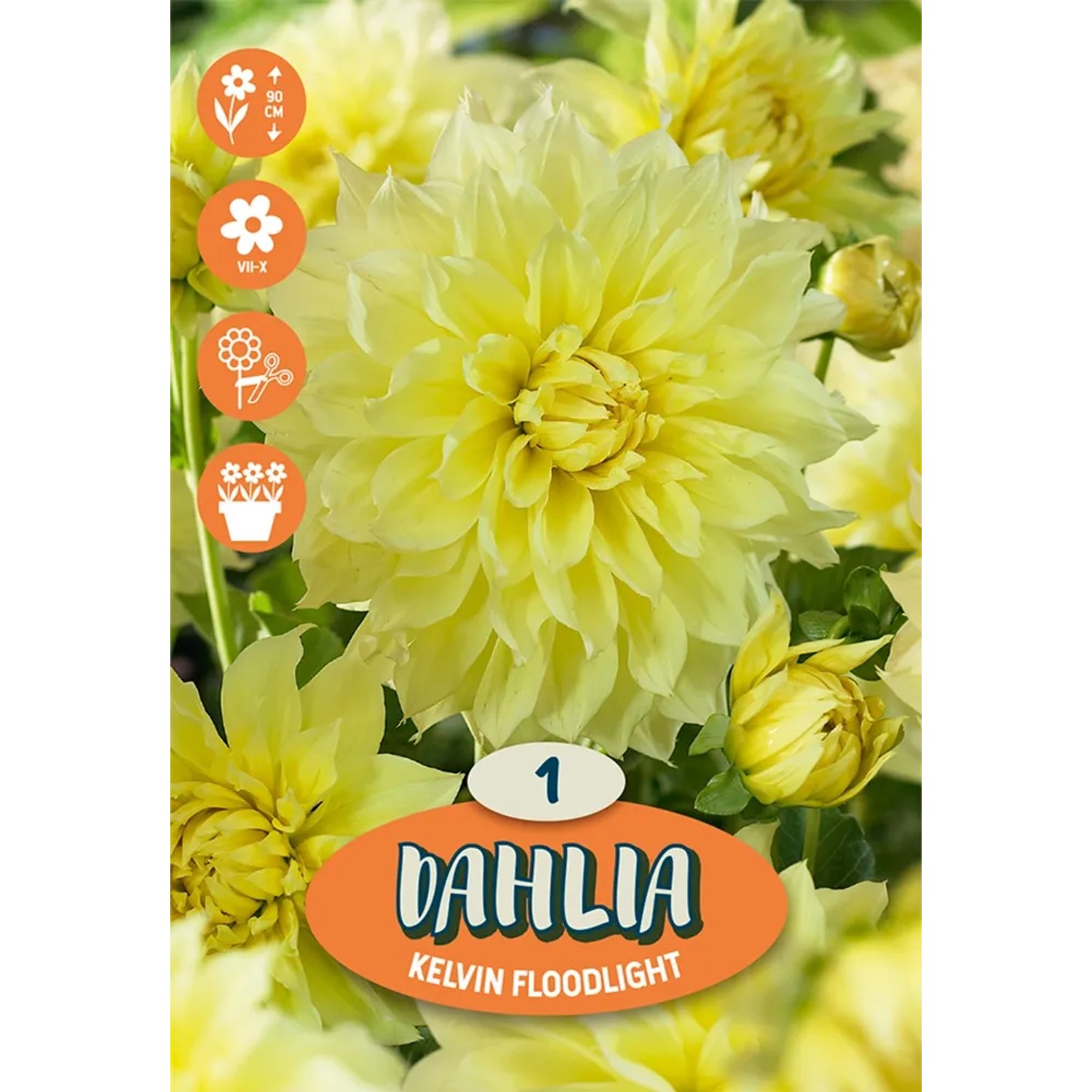 Jiřiny "Dazzling Sun" žluto-oranžové