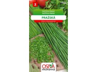 Semínka Pažitka pravá Pražská (Allium schoenoprasum)