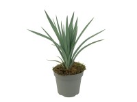 GROW by OBI Tajara (Dianella revoluta) 