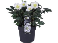 Čemeřice černá Čemeřice černá