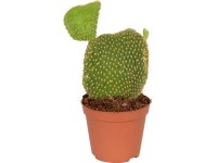 Opuncie mix průměr květináče cca 8,5 cm