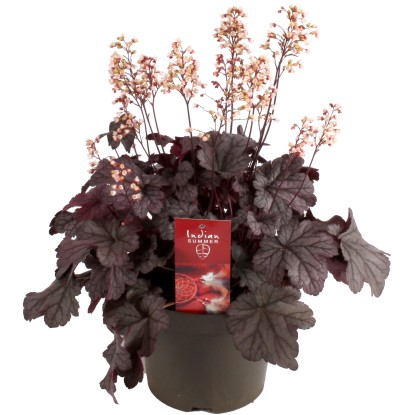 OBI Dlužicha krvavá (Heuchera) "Shanghai" pr. květináče cca 19 cm