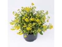 GROW by OBI Tařice skalní (Aurinia saxatilis) pr. 10,5 cm