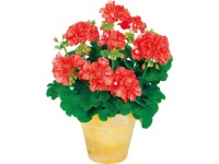 Pelargonie  vzpřímená K12