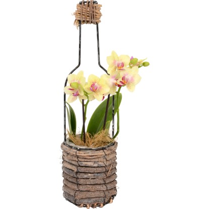 Aranžmá s orchidejí v dřevěné nádobě pr. cca 10 cm