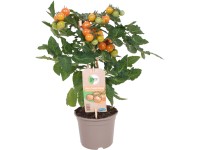 GROW by OBI Lilek rajče cherry (Solanum lycopersicum) Pick&Joy oranž., pr. 14 cm