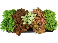 GROW by OBI Fitónie GROW by OBI Fitónie