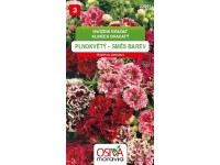 Semínka Hvozdík bradatý plnokvětý směs barev (Dianthus barbatus)
