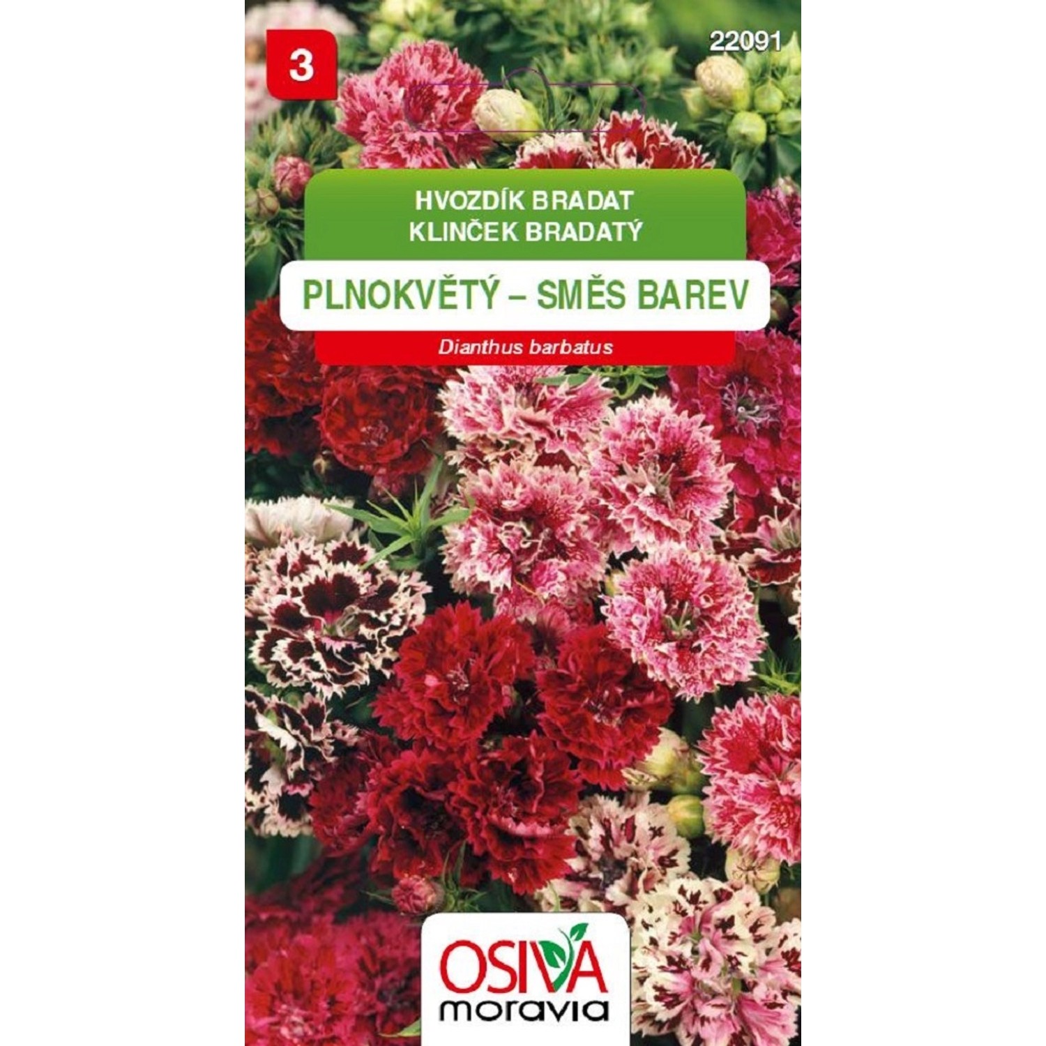 Semínka Hvozdík bradatý plnokvětý směs barev (Dianthus barbatus)