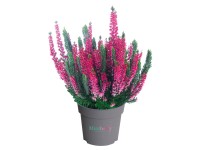 Q-Flower Vřes obecný (Calluna vulgaris) 