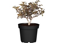 OBI Tavola (Physocarpus) OBI Tavola (Physocarpus)