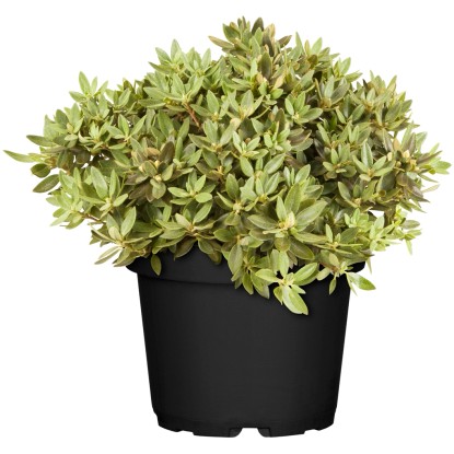 OBI Pěnišník obtížený (Rhododendron impeditum) "Buchlovice" fialový 10-20cm 2l