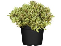 OBI Pěnišník obtížený (Rhododendron impeditum) OBI Pěnišník obtížený (Rhododendron impeditum)