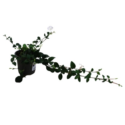 Barvínek menší (Vinca minor) "Colada", pr. kv. 15 cm