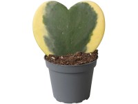 Voskovka výška 10-15 cm, pr. květináče Hoya cca 6 cm Voskovka výška 10-15 cm, pr. květináče Hoya cca 6 cm